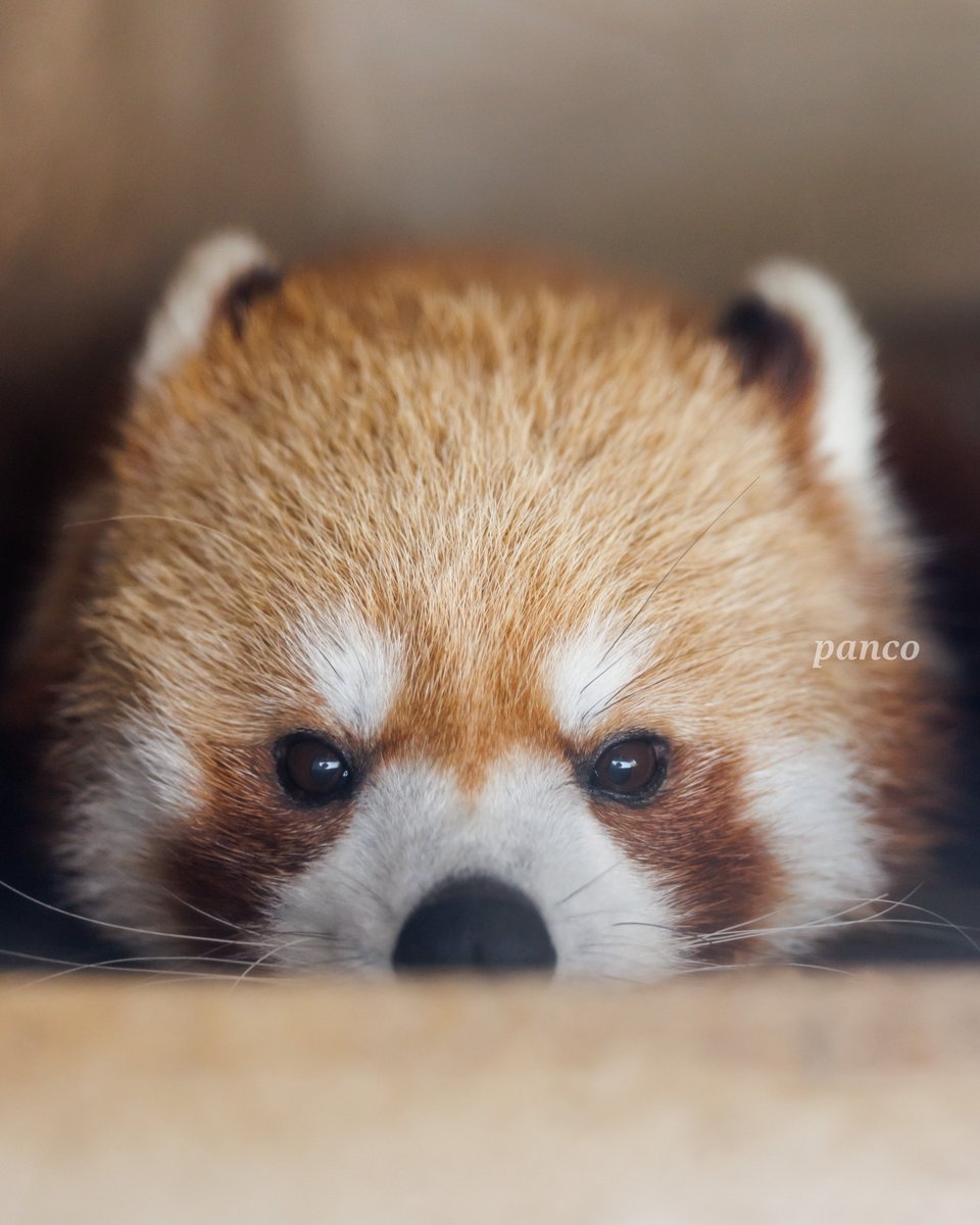 capriciousbox's tweet photo. 箱入りルカちゃんでおはようございます☀️

#上野動物園
#レッサーパンダ
#ルカ
📷2026.8.19 https://t.co/8yKo0WWNIN