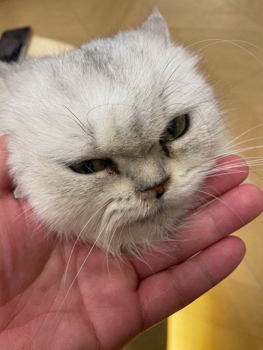 zaidbindarmanto's tweet photo. [7 months ago, this tiny ball of fur stole our hearts — now look at this chaos we love unconditionally ]， https://t.co/SdjMQW9ao6