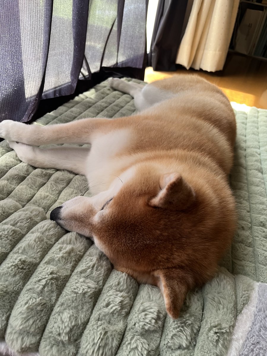 yuzuirobiyori's tweet photo. ちゃんと枕して寝てくれてる☺️それだけで嬉し🩷 https://t.co/sQy7v8qZad