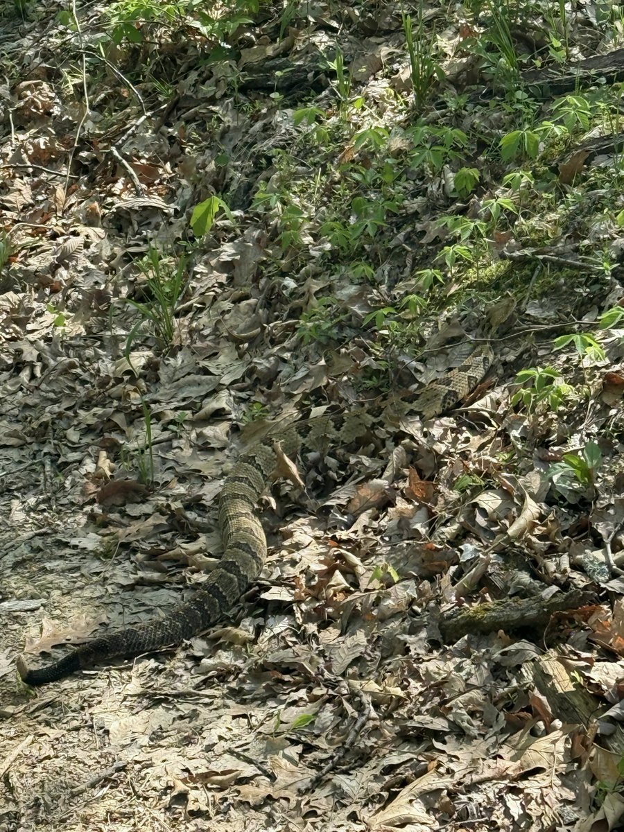 marchaljulzfk's tweet photo. First venomous snake I’ve seen in the wild
#Reptiles https://t.co/luKXcGgJIZ