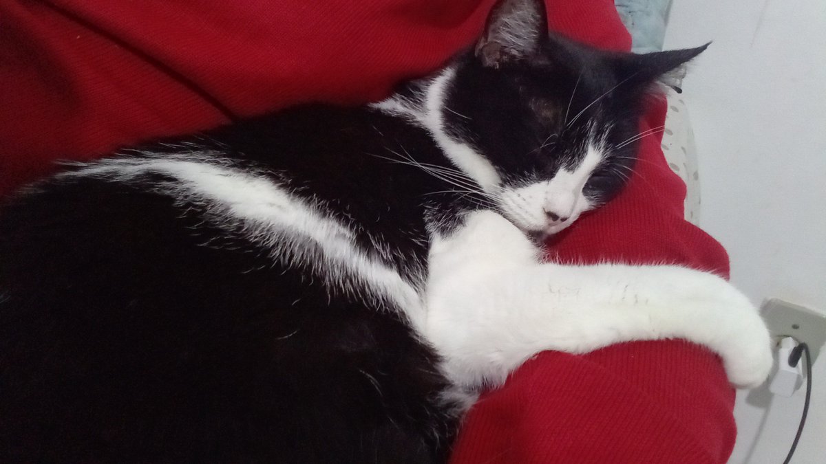 moldzzie's tweet photo. dito isso, minha gatinha linda um amor // esse gato endiabrado satanista https://t.co/qJO6vJrdpm