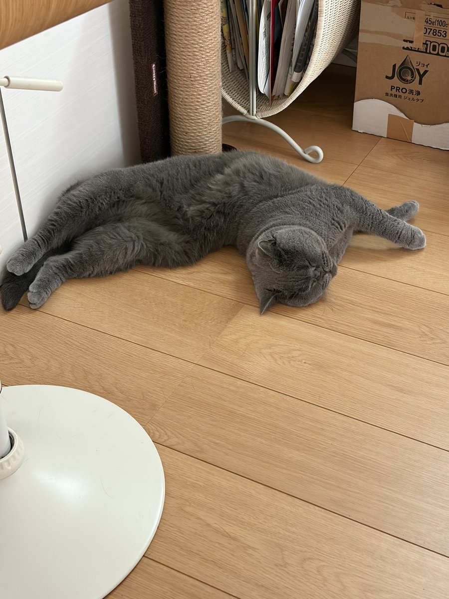 sakurapi_ko's tweet photo. すごい格好💦
いってきまーす！

#ブリティッシュショートヘア
#猫のいる暮らし
#猫好きさんと繋がりたい
#ねこのきもち https://t.co/PxzdL8lHDS