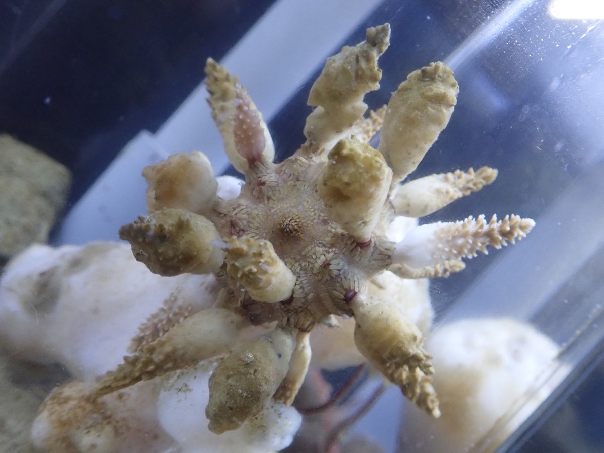 Crinoidea_hk's tweet photo. 棘が格好良すぎる飼育中のドングリウニです。 https://t.co/pPucuRJ81l
