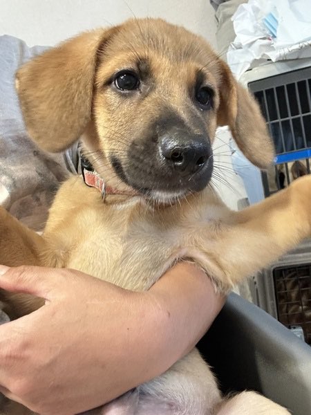 satoya_boshu's tweet photo. 元気いっぱい！香川から来た子犬ブルーハワイくん
推定0歳3ヶ月
♂ 東京都

香川県から来た野犬兄妹、7兄弟(当会には3匹います)の1匹です。
かき氷シリーズのブルーハワイくん。そっくり兄弟ですが、見分け方は足先が白くない(足先も茶色のまま)の子です。 https://t.co/R6S93TLXn1