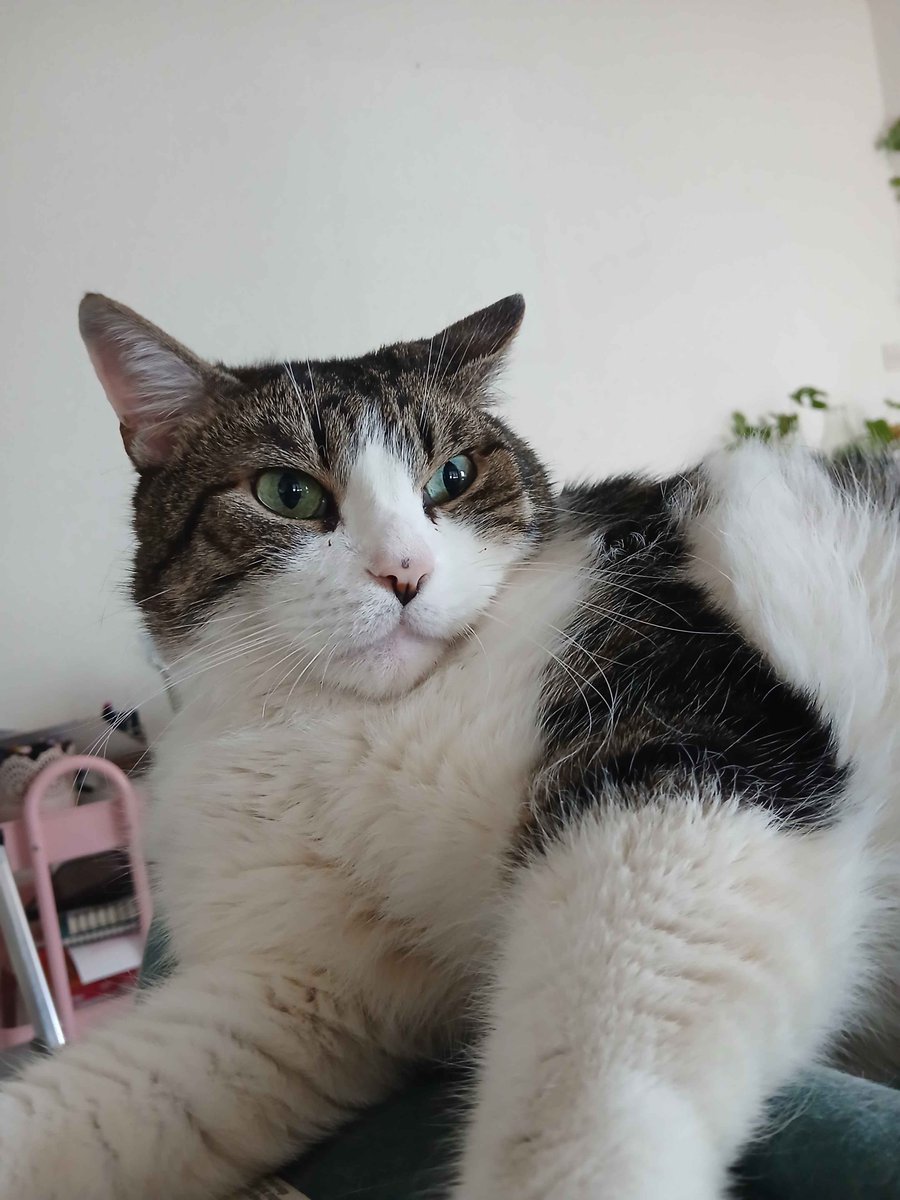 chidodoo24's tweet photo. la tête qu'il fait mon Newton haha #chat #Cat https://t.co/B64mmhSLvl