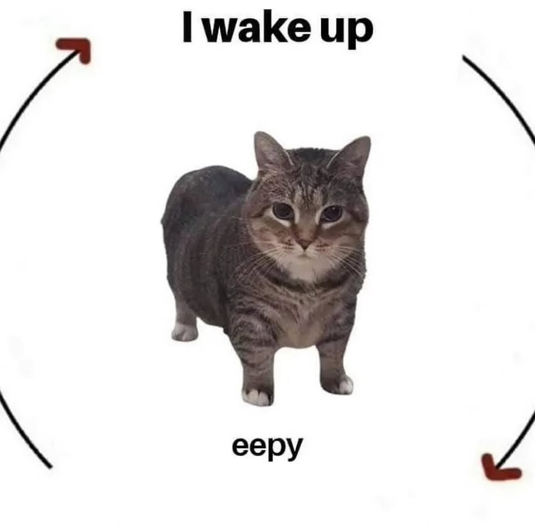 Catsillyness's tweet photo. Never ending cycle https://t.co/FZWdOZb6pz