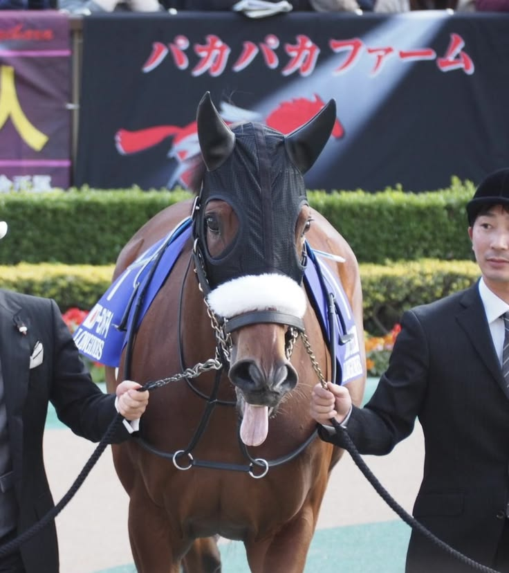RealTracenAcad's tweet photo. Me sorprende que no haya casi ningún fanart de Almond Eye sacando la lengua, siendo que, era algo que la yegua real hacia mucho en fotos. 😭 https://t.co/klHRIulLXW