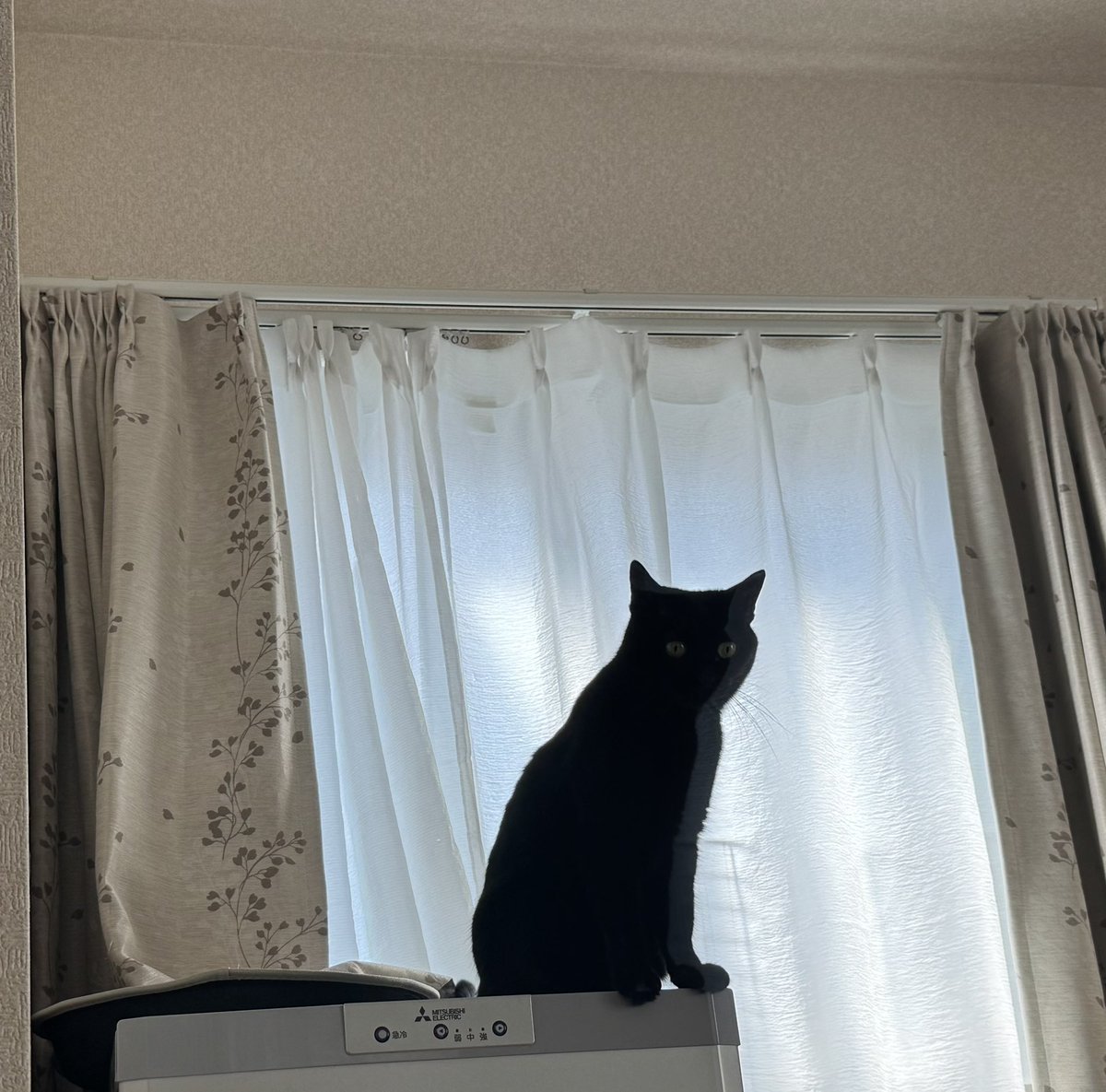 hanasatsu's tweet photo. さっちゃん、おはよー
朝から日差しすごいね〜💦
既に暑い…🫠

#黒猫
#猫好き https://t.co/rohHdeQmXf