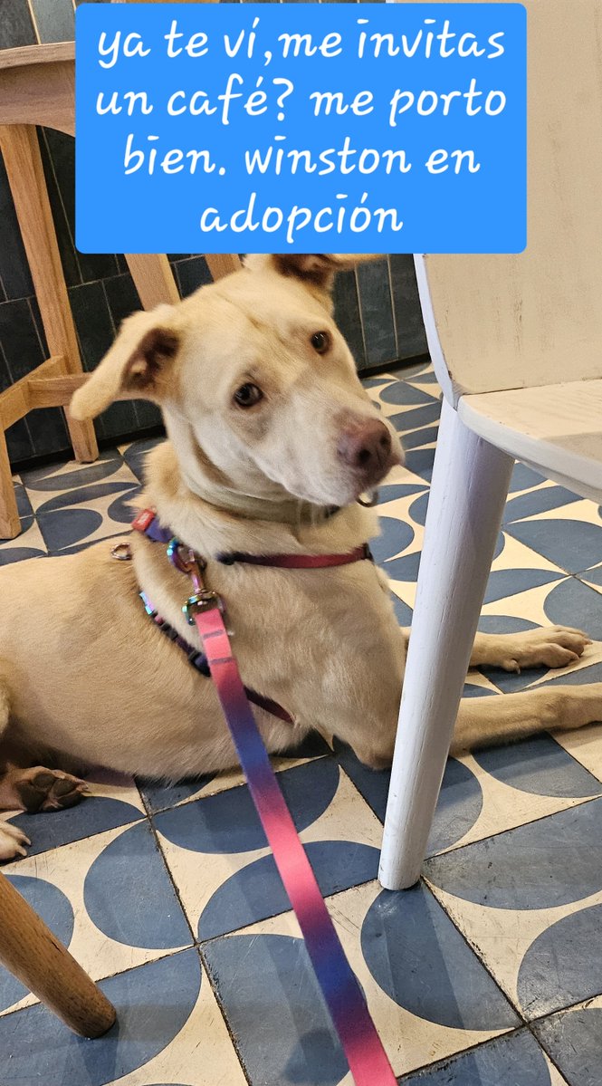 DQ0Z's tweet photo. El mejor compañero para una tarde de café,se porta muy bien. Winston en adopción, 9 meses, mediano, convive con más perritos, cariñoso, esterilizado, juguetón, alegre, besucón. @HELA_MORE @yrisita_spooky @rescatalandia ayúdenme para que encuentre una familia amorosa está en CDMX https://t.co/6eALy5DQeU