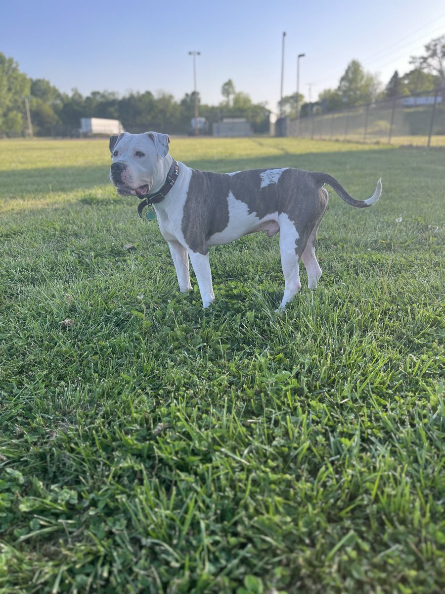 obugc14's tweet photo. @afriditalha88 Hello! 🐾

We’re Brennan and Dale, 5yo American Bullies from rural Missouri. We live with our parents still, but we do well with taking directions, and the camera loves us! 🎥 🤍 Let us make content for you! 

Mom’s contact info:

💼: https://t.co/7Hmm8e45ul
📧: obugc14@gmail.com https://t.co/hTkzbM8fPj