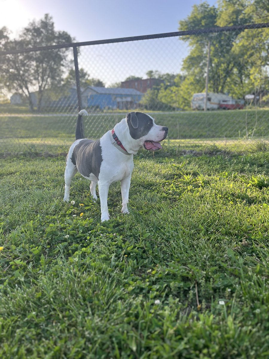 obugc14's tweet photo. @afriditalha88 Hello! 🐾

We’re Brennan and Dale, 5yo American Bullies from rural Missouri. We live with our parents still, but we do well with taking directions, and the camera loves us! 🎥 🤍 Let us make content for you! 

Mom’s contact info:

💼: https://t.co/7Hmm8e45ul
📧: obugc14@gmail.com https://t.co/hTkzbM8fPj