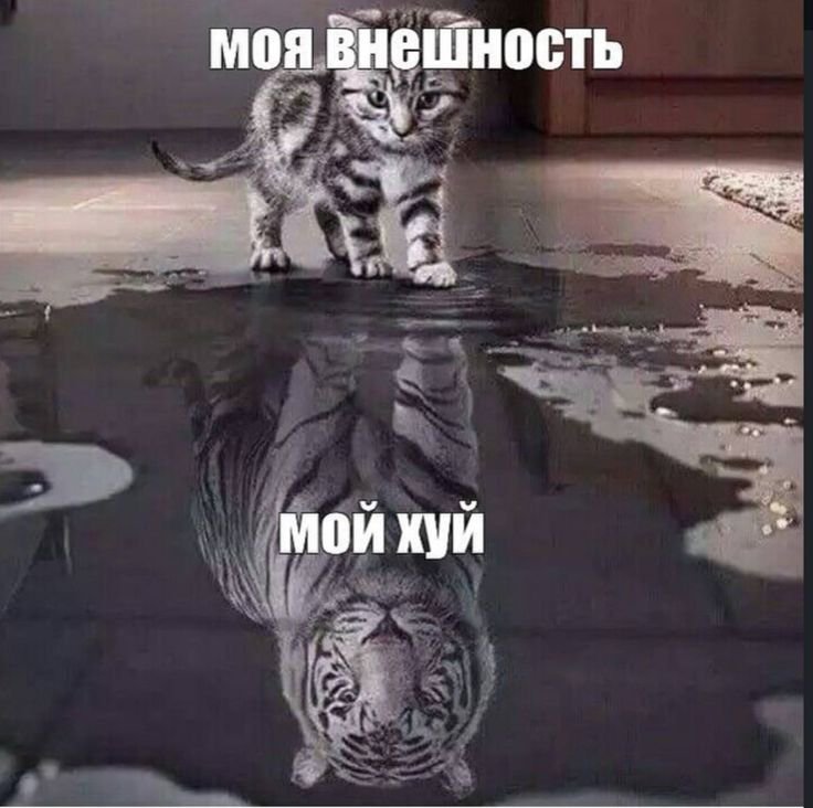 ZENwgc's tweet photo. тупо я https://t.co/4Rla0zd4xl