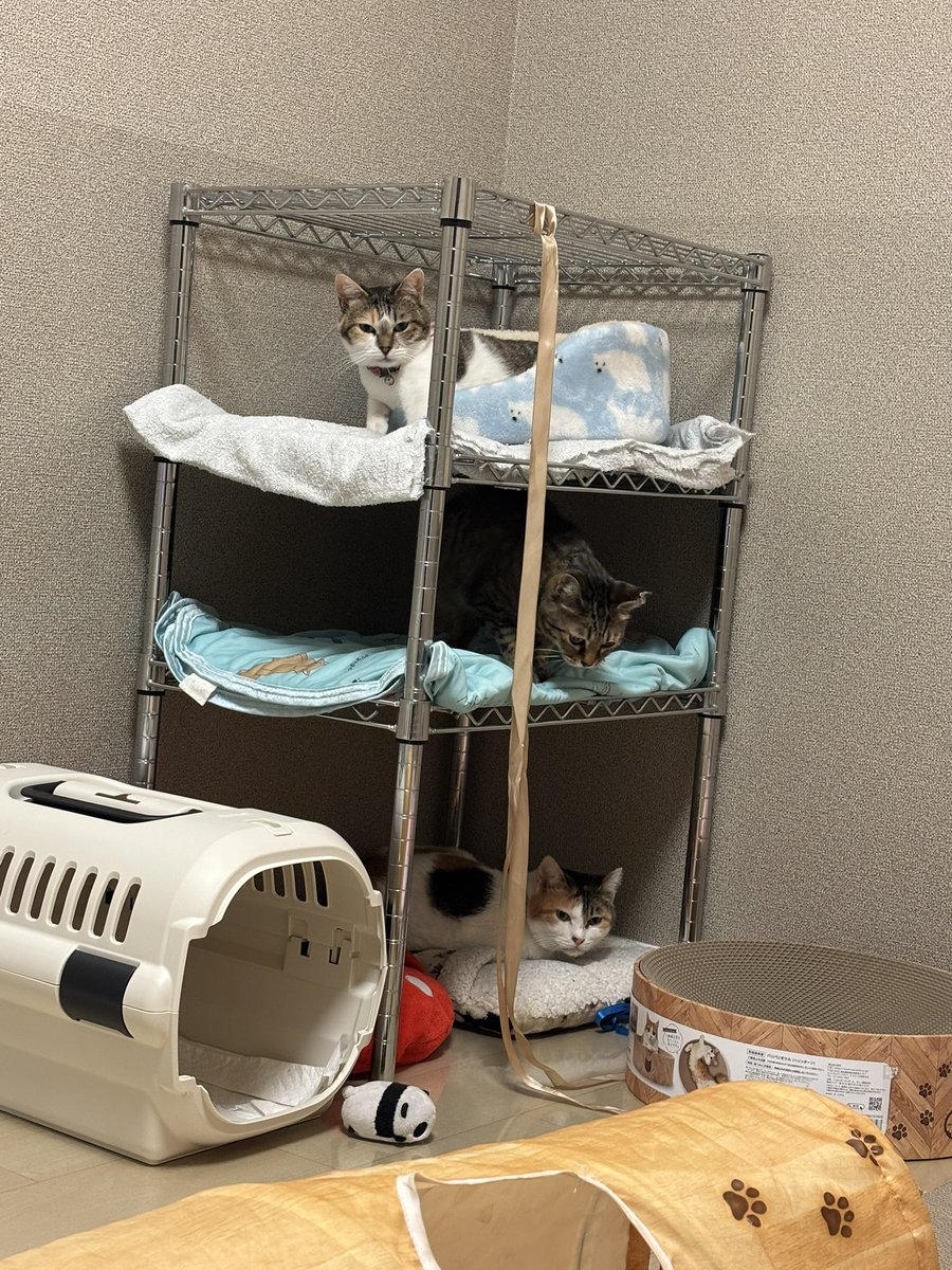 O_su0809's tweet photo. 昨日から猫と同棲始めた人

3匹と2人の生活スタート！
新生活これからが忙しいぞー！ https://t.co/1DaJBcw5n3