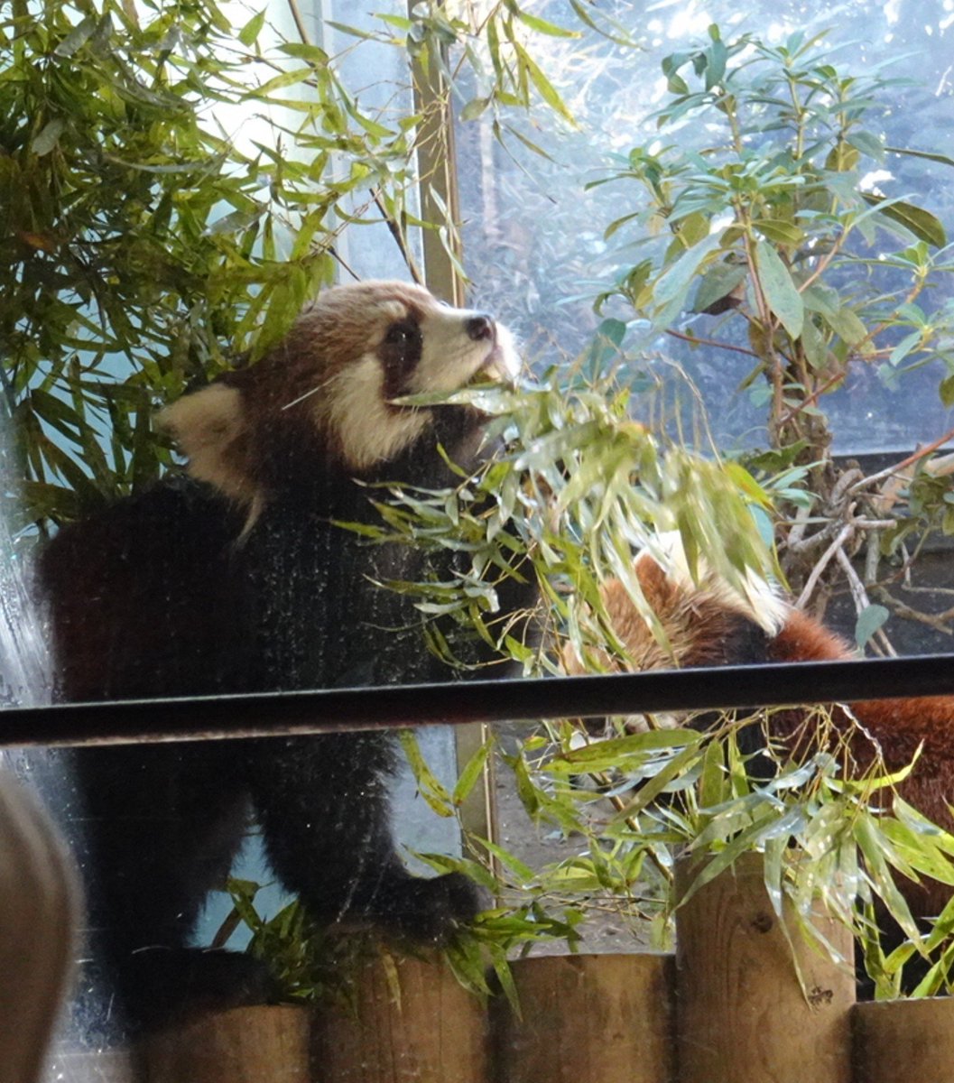 kuma_mayge's tweet photo. 1枚目から3枚目の写真は、私がミナトくんに初めて会った時のもの。
ずっとご飯食べてたなぁ。。。
時折見せる顔がプルちゃんにも似てて、プルちゃんだぁって一人で喜んでたなぁ。。。
この時嫌な気持ちになったから１回離脱した。。。
4枚目の写真は2回目に会えた時のもの。
めっちゃ嬉しそうにご飯 https://t.co/zgsDFXzroK
