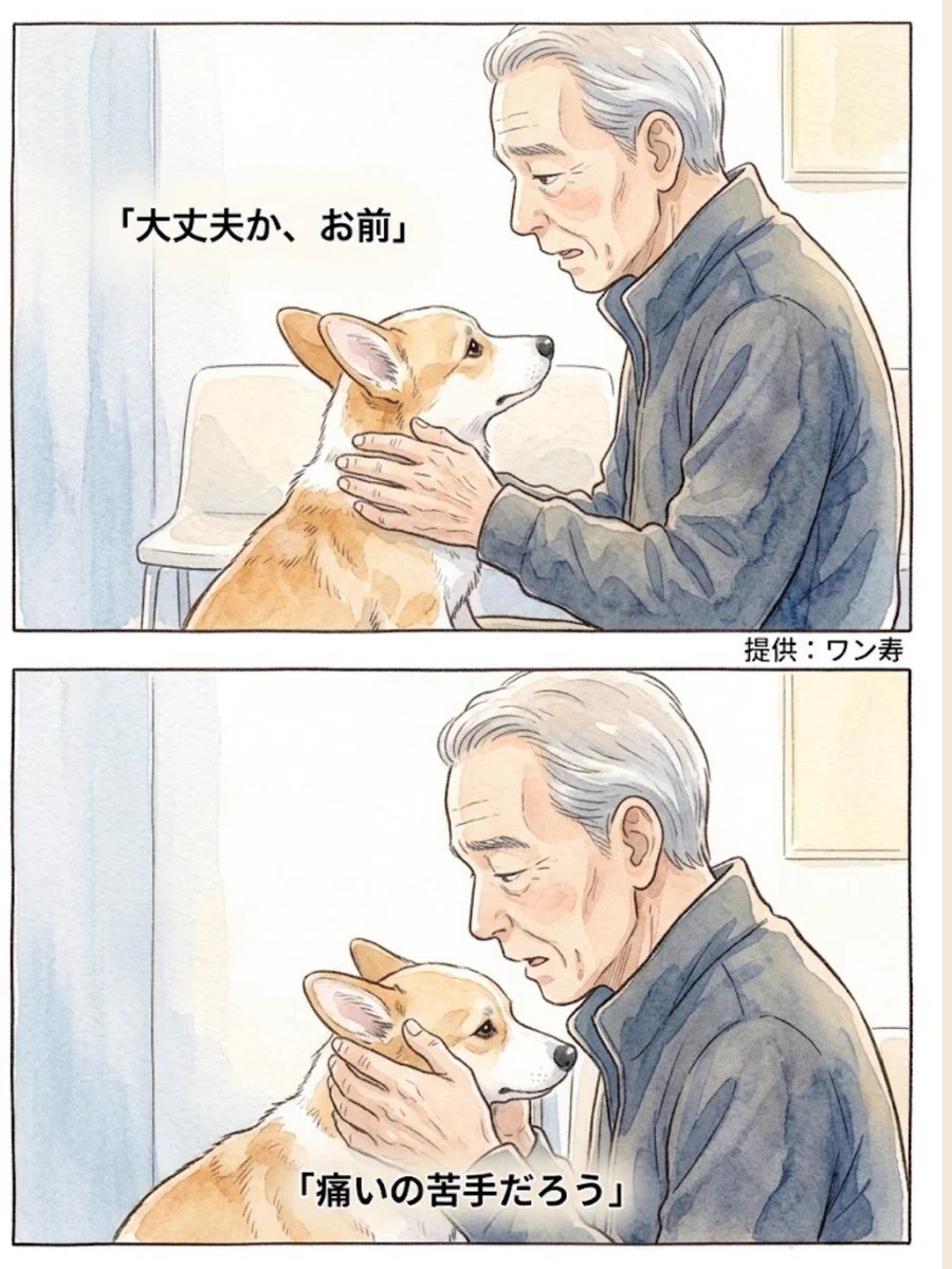 わんわん物語@ワン寿 on X / X