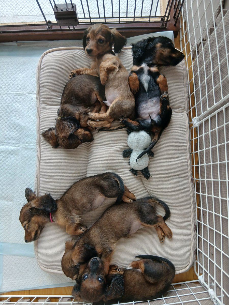 kanoa2005's tweet photo. 今週からお迎えのはじまる6兄妹
とっても小さくて、ミニチュアなのに2ヶ月で６００g程度😚
ママがカニヘンサイズだから、小ぶりなのかな
お腹はごはんでパンパンなのにね😊
#ダックスフント
#ダックスフンド https://t.co/PF2TGwZY6k