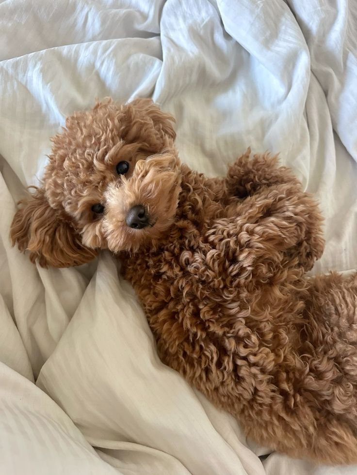 ST4RB0_Y's tweet photo. .✦ ݁˖ #17 Cucurella: Poodle https://t.co/fcuf013Suy