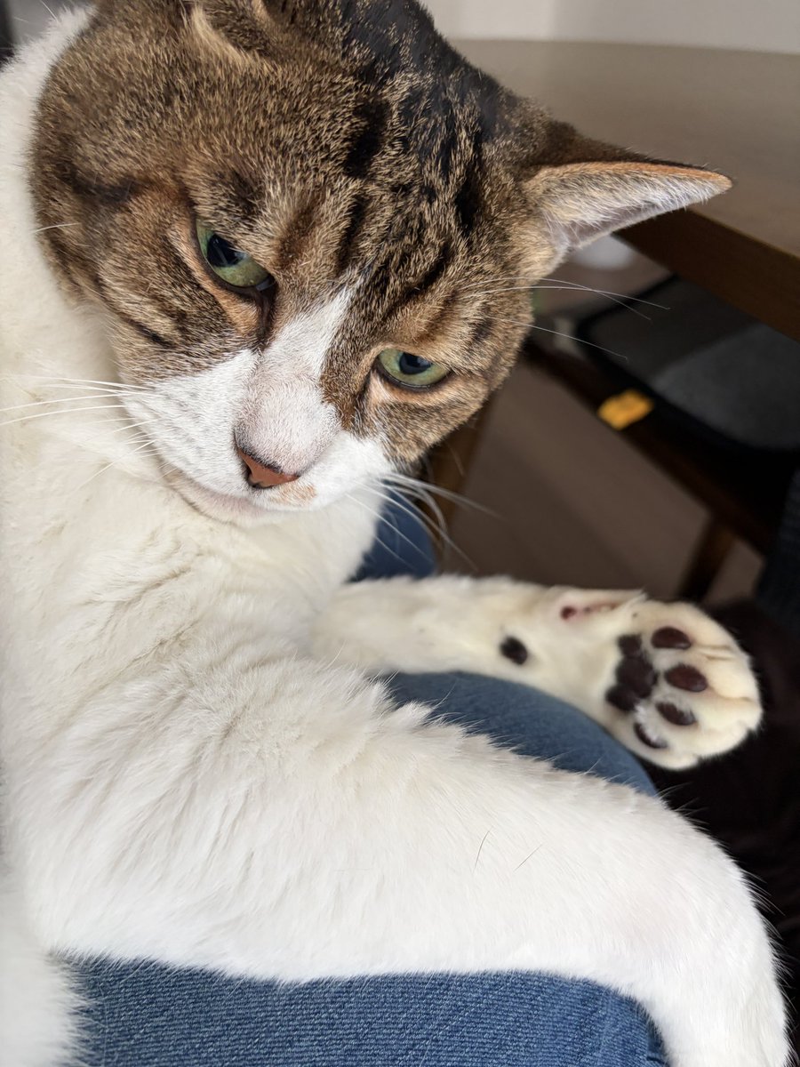 k9696's tweet photo. 久々のお膝抱っこ。
落ちないようにしがみつくのがかわいいよね。
絶対降りないぞ！という圧がすごい。
だからXやってるんです。
本当はまだ掃除とか色々やりたい。 https://t.co/hnu8dF4dmQ