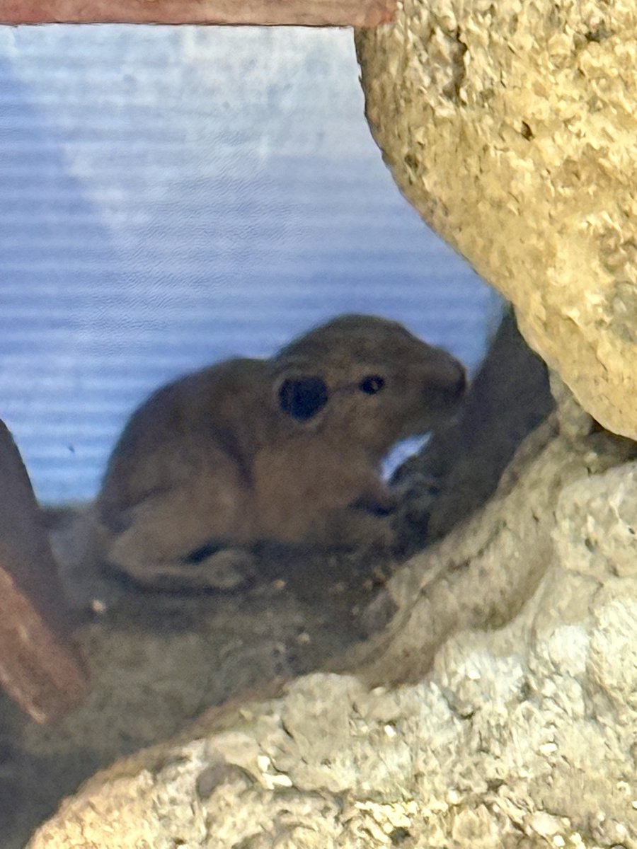 seibutuen_info's tweet photo. 8/24朝にグンディの赤ちゃんの出産を確認いたしました。
さっそく巣箱から出てきていることも！
ご覧になる際は柵の外側から静かに見守っていただけると幸いです。 https://t.co/o1YWuJ1GqR