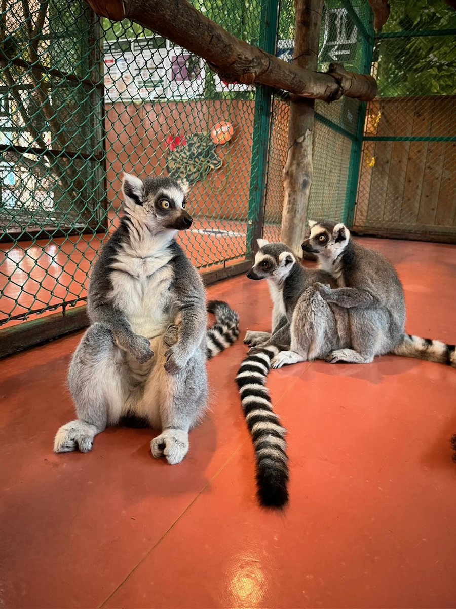 monkey_park's tweet photo. ~ワオ座り~

#ワオキツネザル
#ワオ座り
#ちょこん
#ふれあい広場
#那須ワールドモンキーパーク https://t.co/oBcfpL3eDF