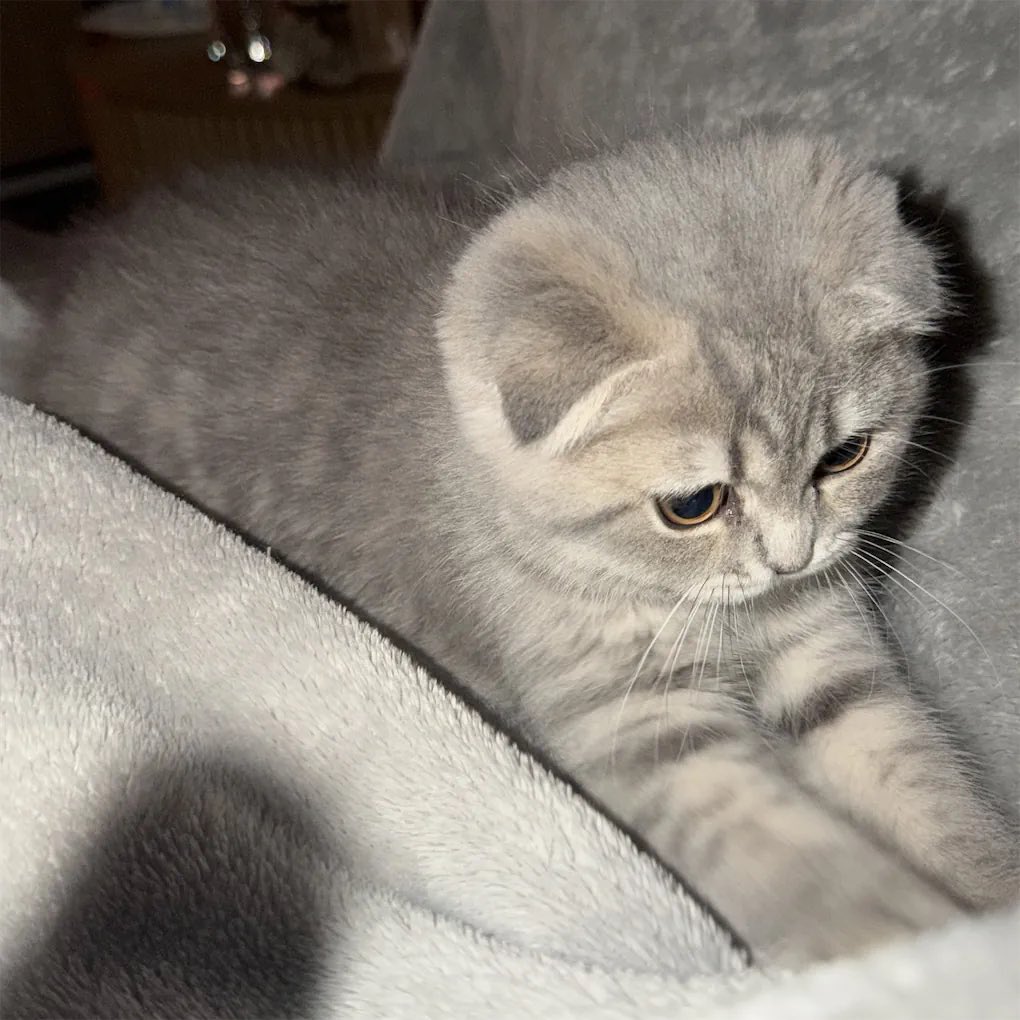 clownonshit's tweet photo. say hi to stormi ☁️🩶 https://t.co/CuxNM5AjOQ