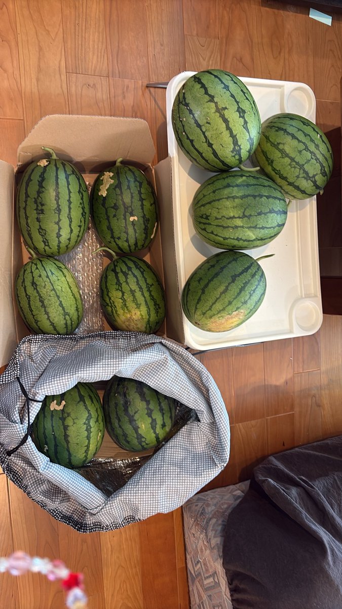 clalalarin's tweet photo. 小玉スイカ大豊作🍉🍉
苗は八色産、舞子高原育ち https://t.co/fpBQdTk3q5