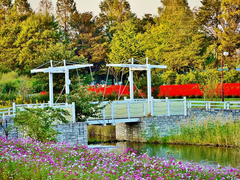 kashiopea01's tweet photo. 現代万葉歌集・花心想旅人・2255【跳橋】
【季節（ﾄｷ）の移ろいに・秋】
秋花 満ちて
まるでゴッホの
絵の様な
白い跳ね橋
現実か夢か
ゴッホの「アルルの跳ね橋」を
モチーフにして造られた
日本の光景だが、実に美しい。
コスモスから渡ればサルビアの世界。
夢か現か、渡れば分かる・・・・。 https://t.co/TBqRywQM4X