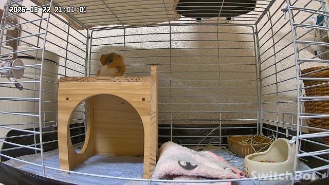 mogu_aby's tweet photo. ペットカメラに映ったひょっこりモル🐹 https://t.co/UquE7jBdzS