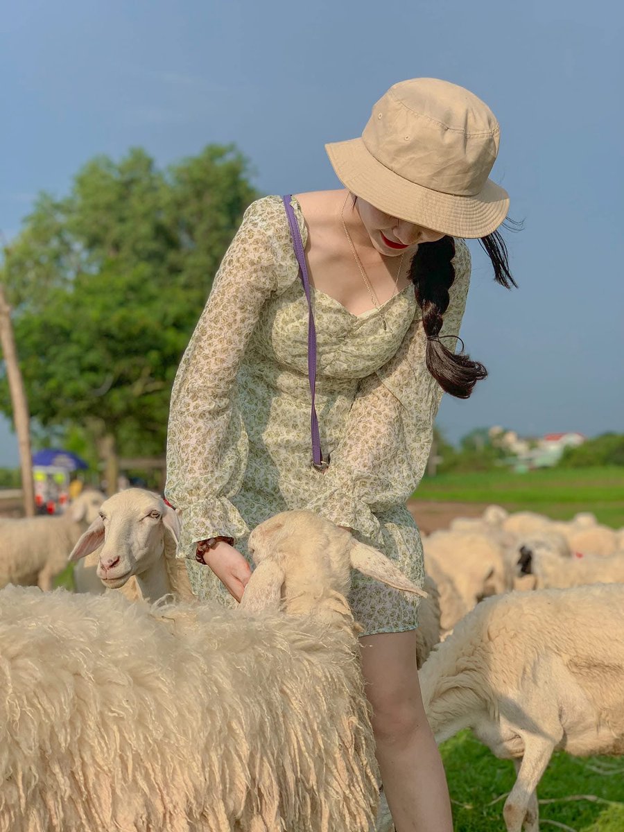 hanakieu06's tweet photo. Sáng sớm ra đồng gặp đàn cừu, tự nhiên thấy ngày mới cũng dịu dàng hơn một chút 🐑🌿

Chúc mọi người bắt đầu một tuần mới thật vui, thật xinh và gặp toàn những điều dễ thương nhé.
Chào buổi sáng ☀️🌷
#hanakieu https://t.co/vI791ylcgZ