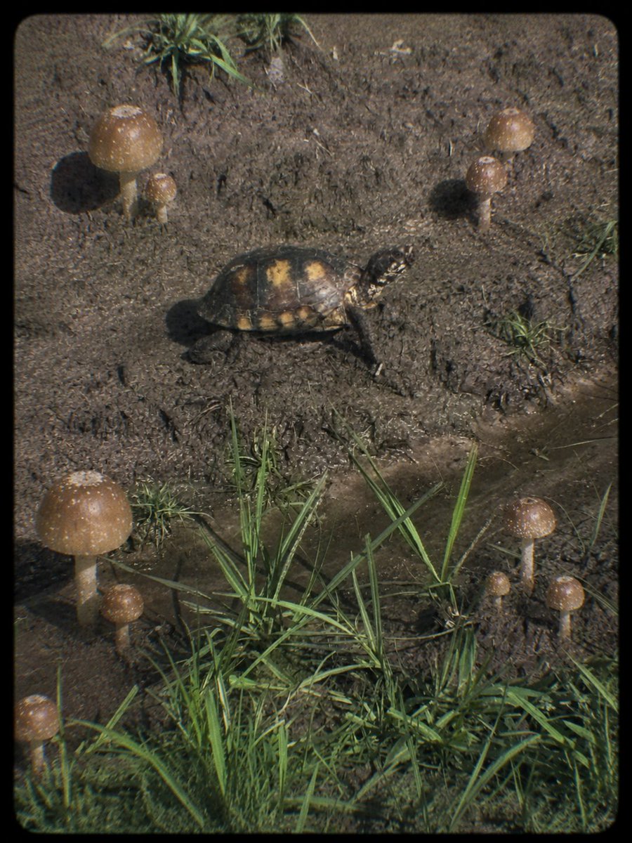 Shrumshell's tweet photo. portfolio down. mushroom count up 🍄‍🟫🍄‍🟫🍄‍🟫 https://t.co/cxRHfw49TL