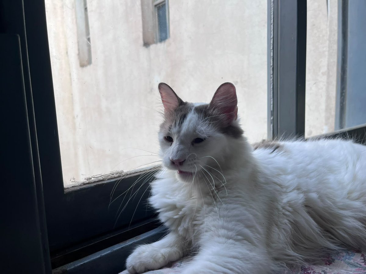 anittella3's tweet photo. Hola estoy buscando ayuda, mi gatito Alain esta muy mal y no tengo los recursos económicos para poder pagar todos los gastos, debo 160 de la internacion y de la consulta, si pueden ayudar mi alias es jk2021, con lo que puedan sirve y si no pueden, compartir me ayudarían muchísimo https://t.co/pSOlBuIVff