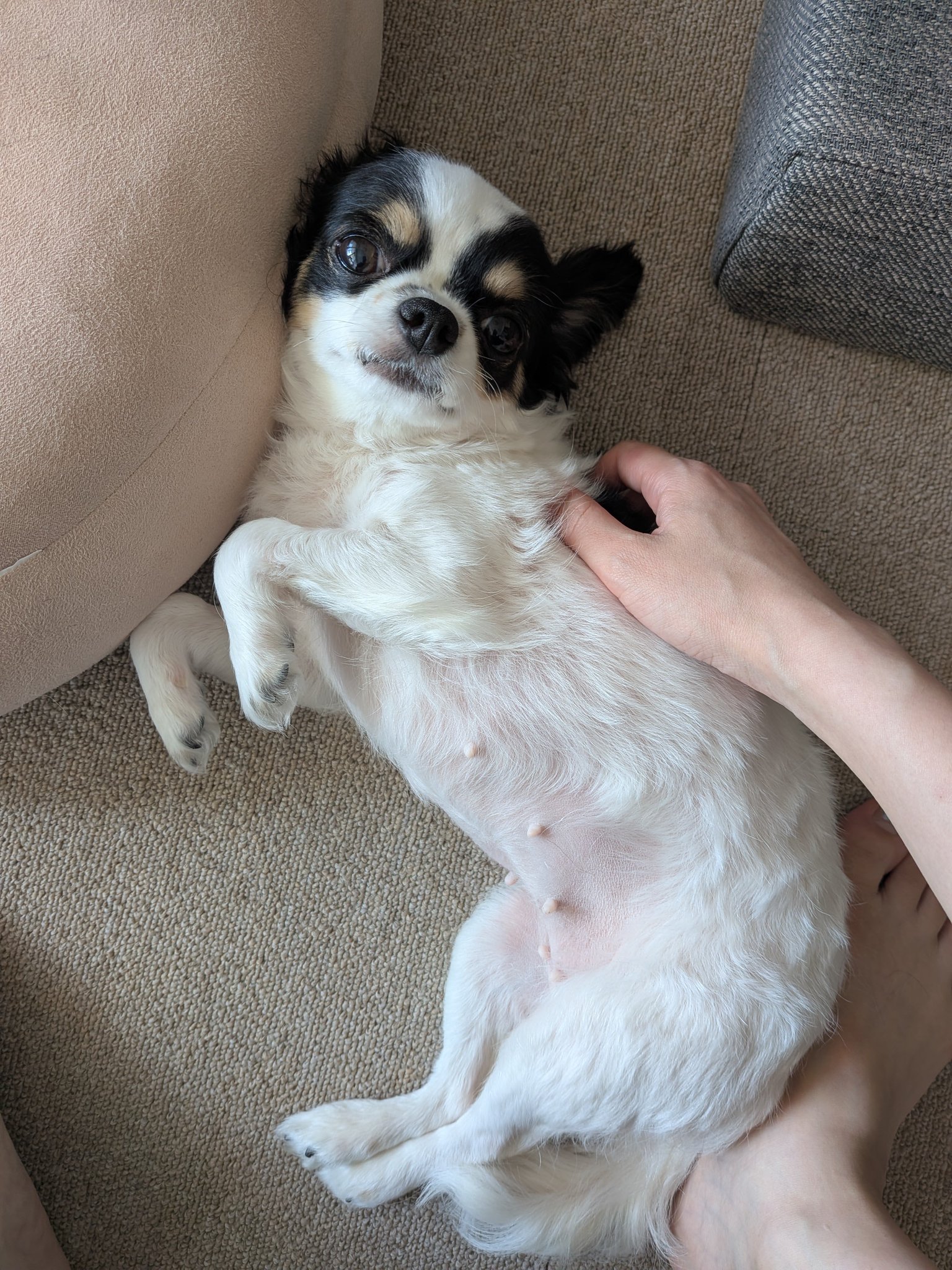 犬用 on X / X