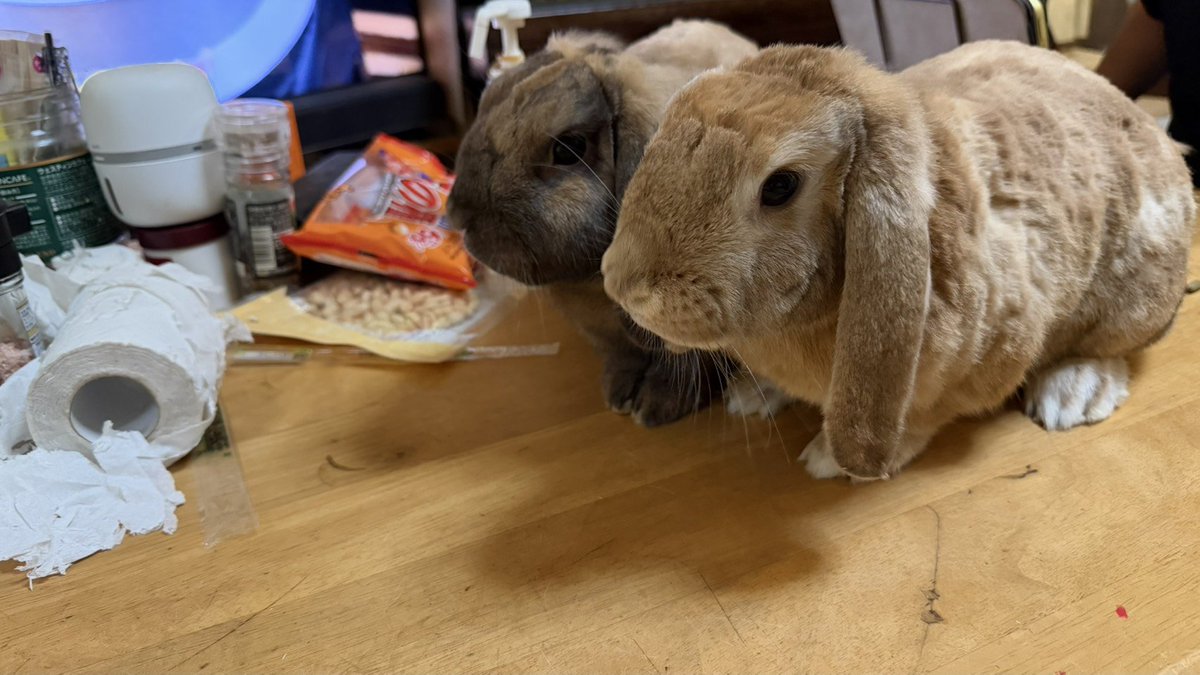 umeChaChitora's tweet photo. まろちゃん🐰ももちゃん🐰
#うさぎ　#うさぎのいる生活
#うさぎがいる https://t.co/vQpJYyunrD