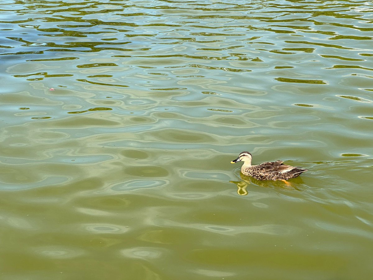 NYANG_GO_STAR's tweet photo. 暑いので涼しそうなカモをどうぞ🦆💨
#蓮の花まつり写真その2 https://t.co/dEQcbRS3YD