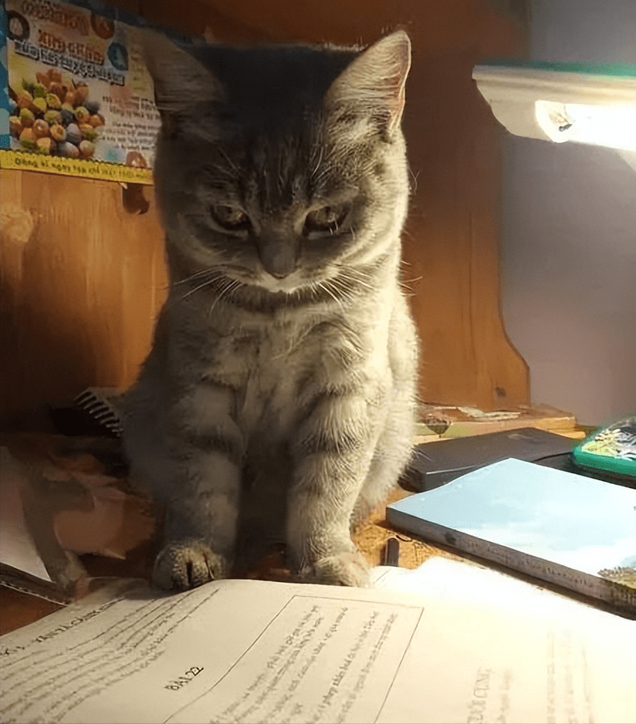 GracieAftonl's tweet photo. Hoy en clase, intenté explicar “cloud computing” a mi compaera usando una nube de plástico... terminamos viendo videos de gatitos en vez. https://t.co/g7R67n62cS