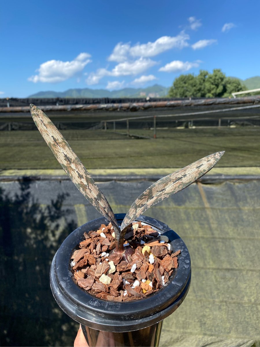K65tEA4uoEUusTr's tweet photo. Just found out my desk plant labeled "snake plant" is actually a very confused corn plant—now it’s growing tiny tassels. Who’s the real plant parent here! https://t.co/zZOhduxgdR