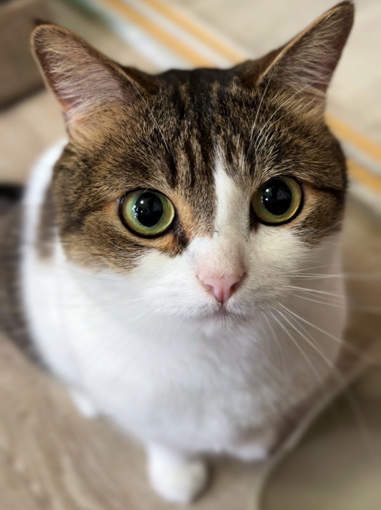 nikoandkotatoro's tweet photo. 可愛すぎるイタズラした後��…許してニャン
（国宝級） https://t.co/Lg7ZqEu6aO