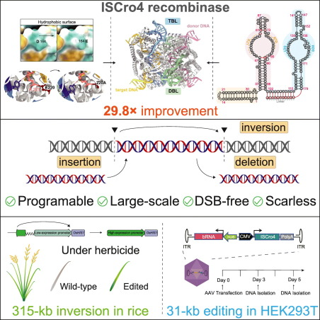 wimi_biotech's tweet photo. 315 kb Chromosomal Inversions with Zero DSBs! 🌾⚡ Caixia Gao’s Team at CAS Engineers RNA-Guided Bridge Recombinase ISCro4 in Trends in Biotechnology!

Published in Trends in Biotech (August 20, 2026): Co-optimization of bridge RNA & protein structure yields up to a 30-fold efficiency surge for large-scale genome rewiring! 🎯🧬

Key Engineering Highlights:

🧬 Dual-Loop RNA Precision: Tailored bRNA loops (TBL/DBL) and 3′ tevopreQ1 motifs alongside the AiCE-evolved Rm7 mutant (D164E+E220A) to drive a 29.8x efficiency increase.

📦 Single-AAV Packaging: Ultra-compact enzyme (<350 aa) packs alongside bRNA into a single AAV, executing 31 kb inversions in human HEK293T cells.

🌾 315 kb Crop Inversion: Executed a 315 kb chromosomal inversion in rice (OsHIS1 promoter swap) with 7.5% efficiency and zero off-target structural variants (100x WGS confirmed)!

🌱 Trait Bioengineering: Raised OsHIS1 expression 15.1-fold to confer mesotrione herbicide resistance without modifying protein-coding sequences.

A game-changing platform for megabase-scale genome engineering! 🚀🌟
DOI: 10.1016/j.tibtech.2026.07.025 

#PlantGenomics #BridgeRNA #TrendsInBiotech2026 #CaixiaGao #GeneEditing #AgBiotech