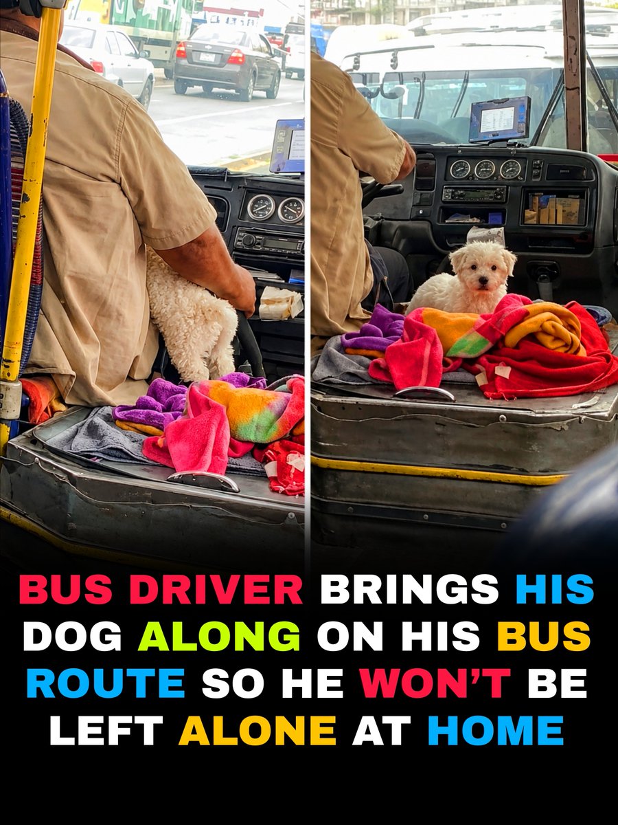 EECCHO33's tweet photo. Instead of leaving his dog home alone, this bus driver brings his best friend along for every shift 🐶🚌

The little passenger sits quietly beside him, watching the world go by stop after stop like he’s part of the crew.

Sometimes the best company has four paws.

#DogsOfX #DogLovers