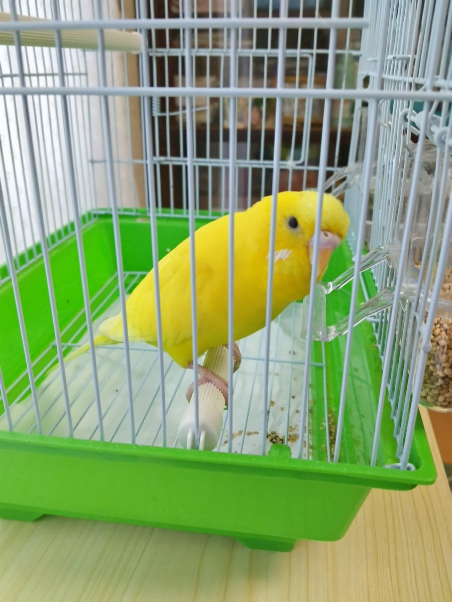TSUBASA6077's tweet photo. 【保護情報・拡散希望】
※TSUBASAで保護された鳥���んではありません。
種類：セキセイインコ
保護した日時：7月25 17時前後
保護した場所：埼玉県草加市氷川町 民家ガレージ
拾得物届：警察に届出済み

情報拡散のご協力をお願いいたします。 https://t.co/qwC5g3Oyu2