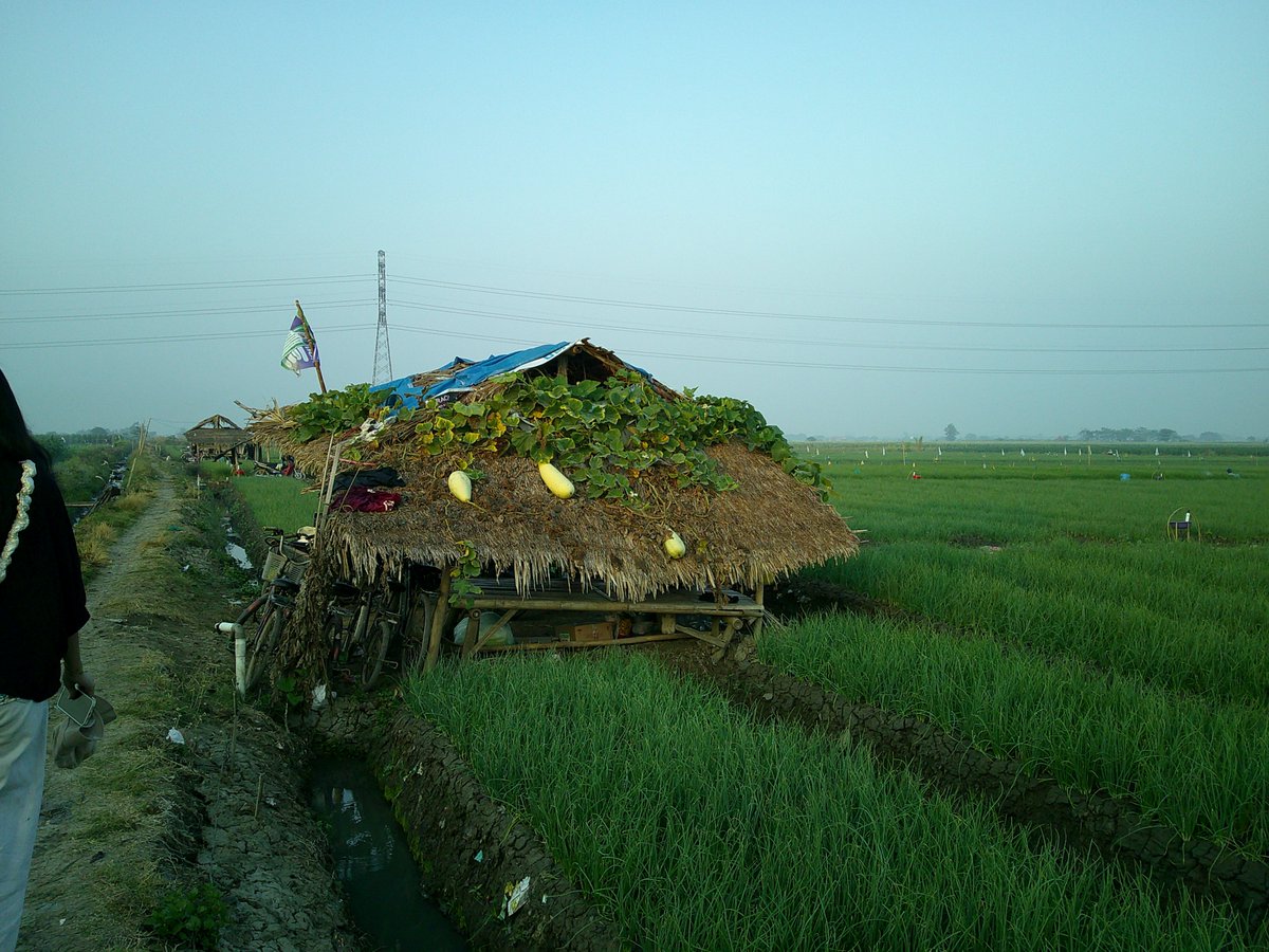 Renpinnnnn's tweet photo. Pretty side of Cirebon Timur (shallot 🧅) https://t.co/NWq606XSj4