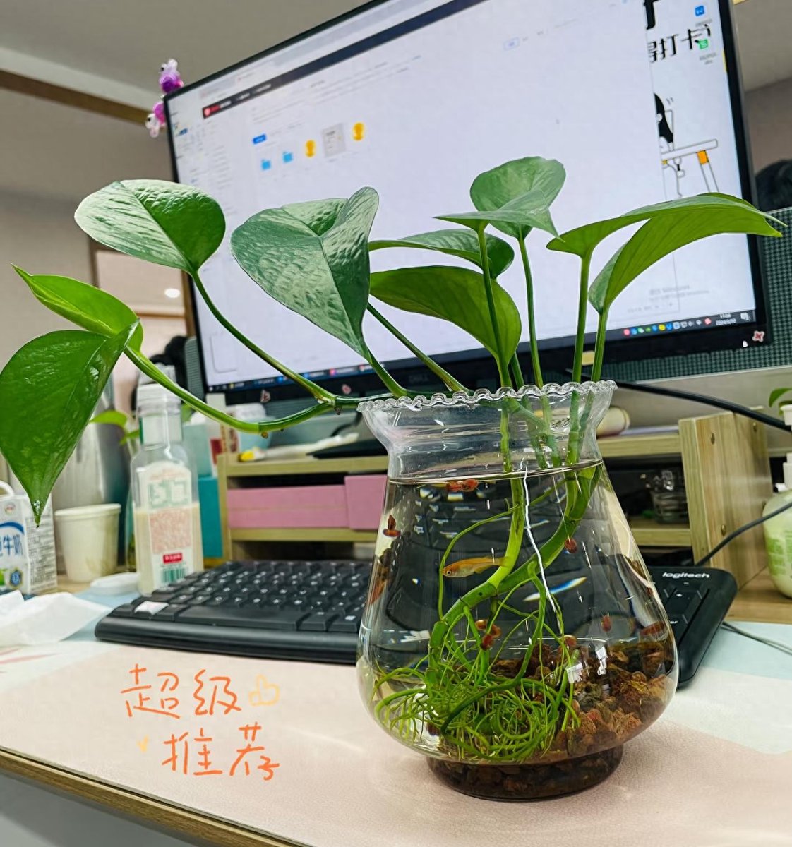 AasKg8StSr9SJuO's tweet photo. Cambia el agua de tus plantas de interior cada semana para que crezcan sanas y verdes! https://t.co/ASafauhHwZ