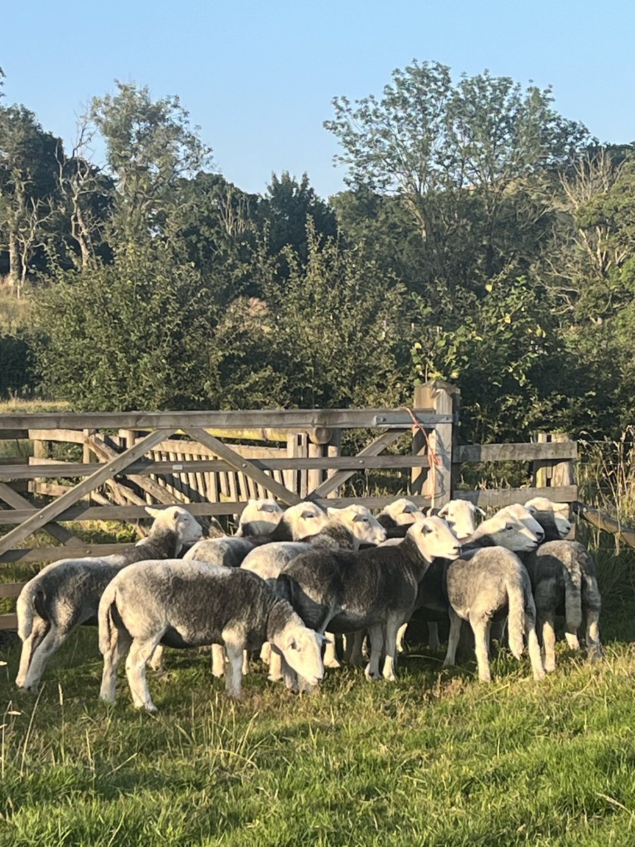 herdyshepherd1's tweet photo. This Saturday is our Sheep Show at Patterdale

Do come along if you want to see real life shepherds - we have sheepdogs, crooks, and live sheep 

And alcohol to relieve the pressures of a busy week proving we even exist https://t.co/PP9p1SQr5B