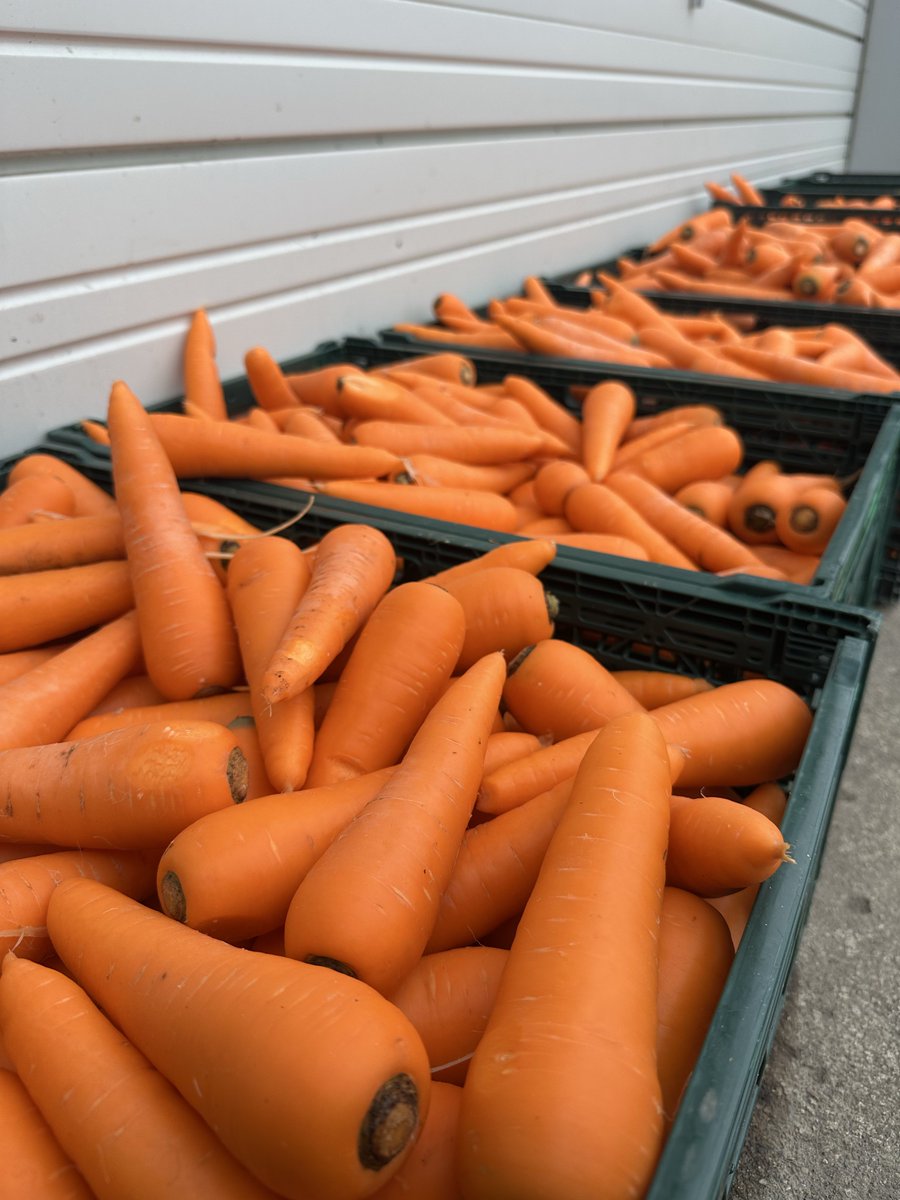 qyp7s's tweet photo. にんじん詰め放題🥕🥕
『500円��です！！
午前中から沢山お越しいただきありがとうございます😊😊
今日19時頃まで七飯町でしてます！！
袋持参でお願いします🙇🏼‍♀️
『500円』です！！！
詳しい住所等はDMでお伝えします

#函館  #七飯町  #北斗市  #道南  #人参 https://t.co/P0ePBVTl90