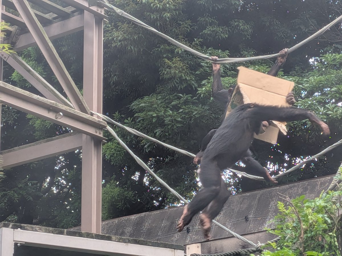 itozu_zoo's tweet photo. 【よ～く見ると👀】
仲良く遊んでいたんだね🥰
#到津の森公園 ＃チンパンジー ＃chimpanzee https://t.co/Wzw5IoyWi8