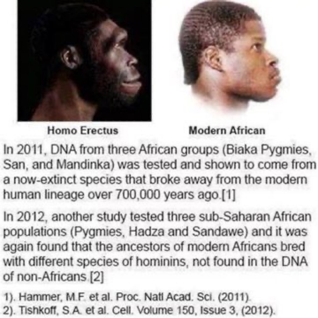 SuperGremlean's tweet photo. @therealestmatei No frontal lobe no hope!
Deport them all, including the mixed Jewish experiments https://t.co/xBpLBNm4Vo