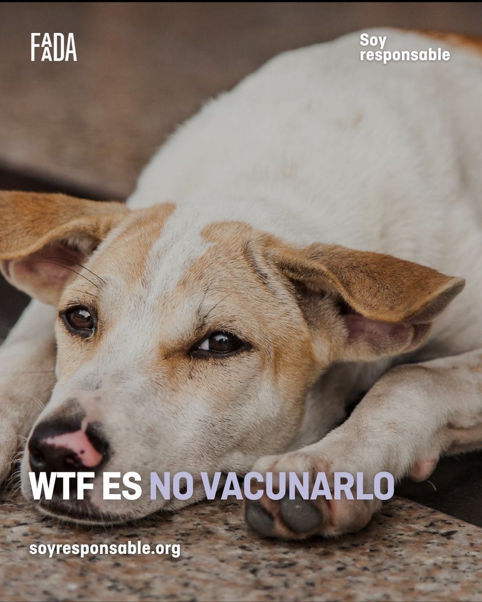 FAADAorg's tweet photo. ¿WTF? ¿Tu animal todavía no está identificado, esterilizado o vacunado?

Ser responsable también es informarse y cumplir con lo que necesitan para estar protegidos. ❤️‍🩹

➡️ Infórmate sobre la campaña #SoyResponsable, activa durante todo el año, en https://t.co/5mxZzxv3bo https://t.co/SJTfYTm4p3