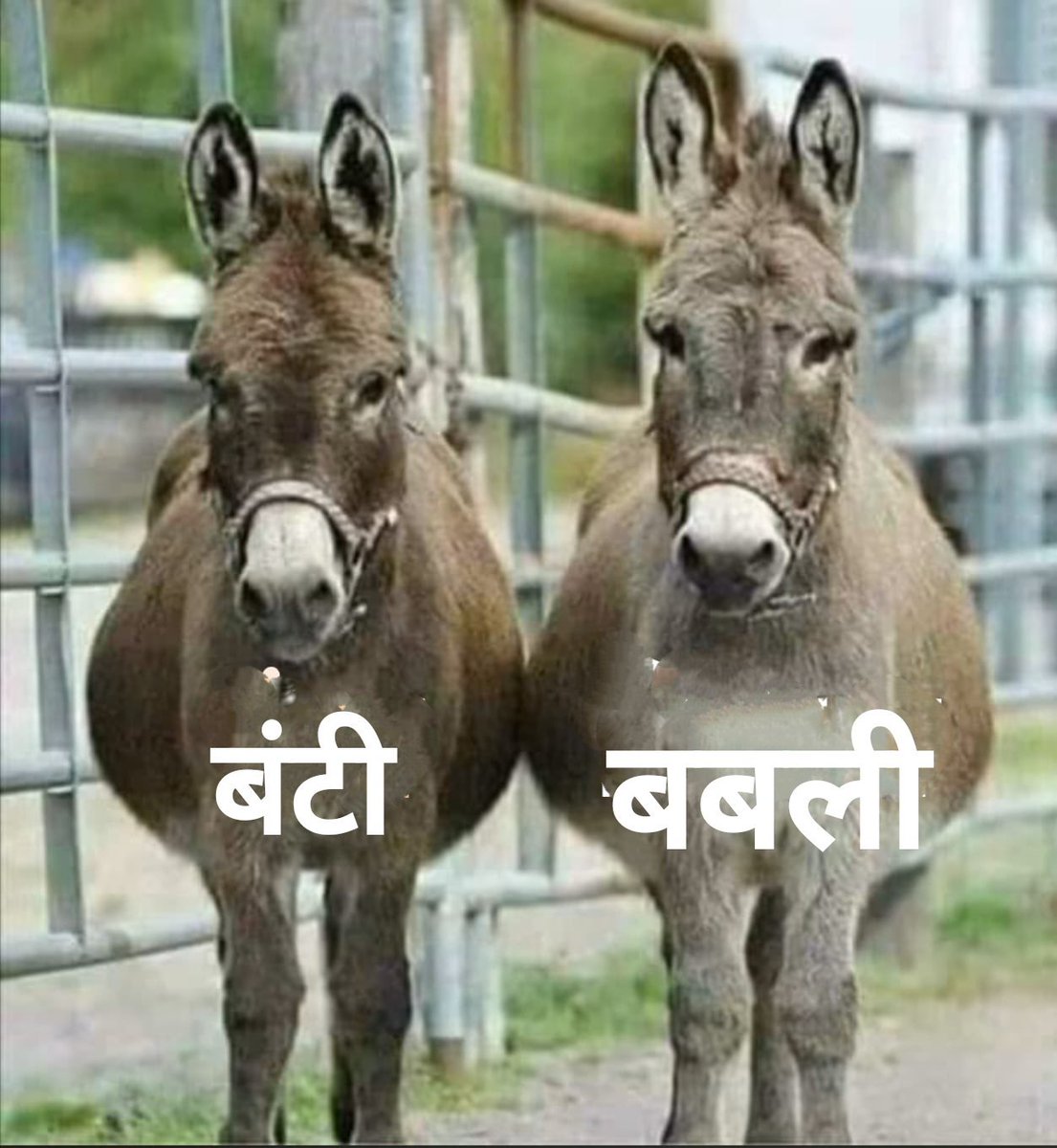Rashtriya_123's tweet photo. महंगाई दर बढ़े या घटे बाड़मेर का गदहा खुश ही रहता है 😂😂😂

फेंटा स्क्वायर https://t.co/KbMtgxzOj1