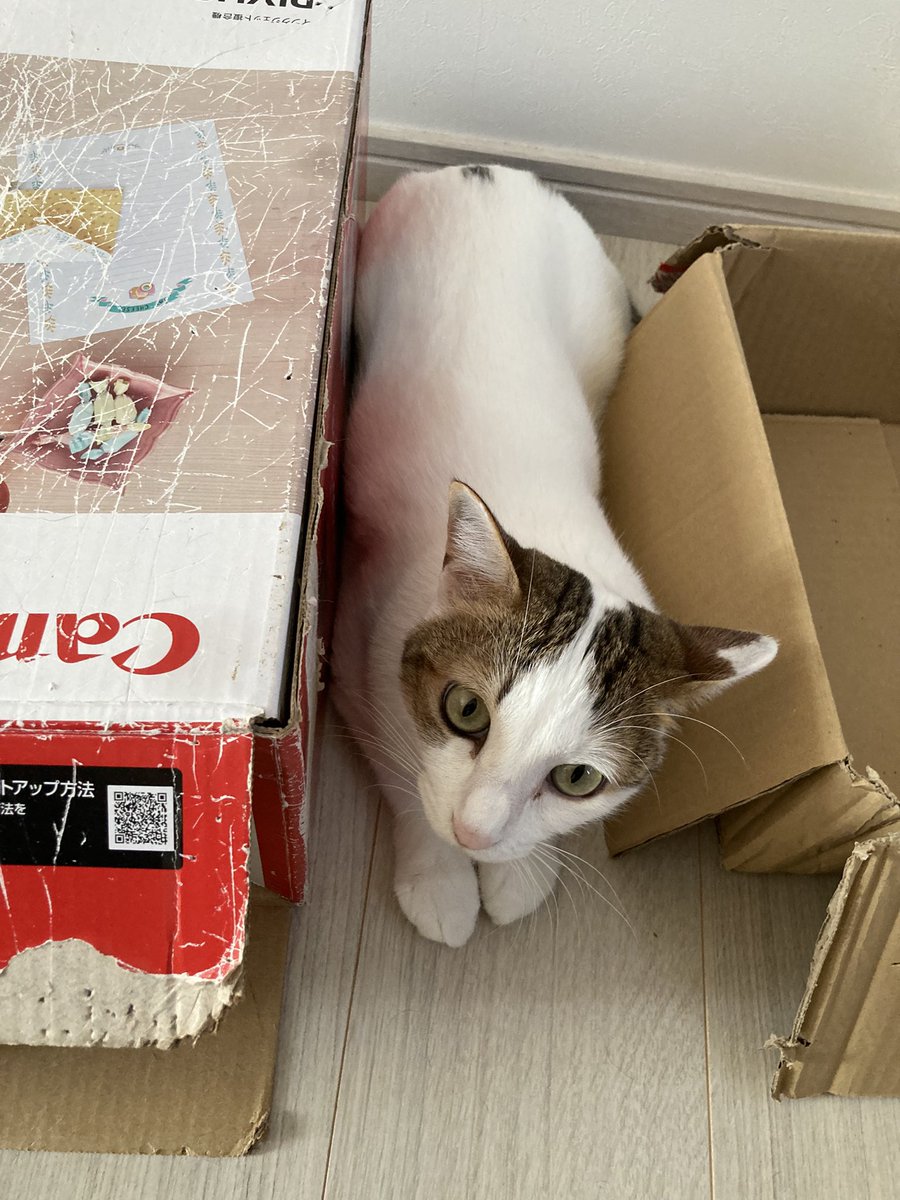 schokolade2019s's tweet photo. テンション上がって、ロロに飛びかかるため隠れているレモちゃん https://t.co/C60GuYDQdZ