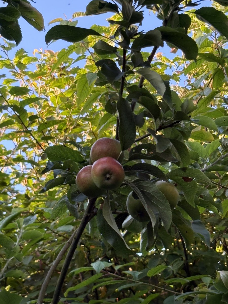 docsuzy's tweet photo. Best year ever for outside apples here at 60 north. The trees in the garden seem to have doubled in size too. Is it the extra CO2 ? longer summer?  Who knows, though someone on here will . Lovely roses have survived the scaffolders. #appletrees https://t.co/mnMmxhFYV8